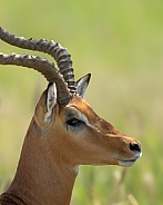 Profile head photo of an impala