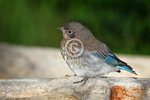 Mountain Bluebird