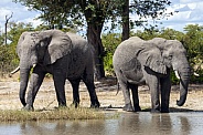 African Elephants - Botswana - Africa