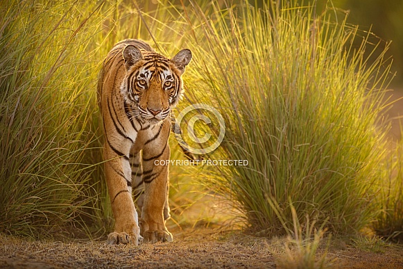 Beautiful tiger in the nature habitat. Tiger pose in amazing light. Wildlife scene with wild animal. Indian wildlife. Indian tiger. Panthera tigris tigris. Beautiful tiger in the nature habitat. Tiger pose in amazing light. Wildlife scene with wild animal. Indian wildlife. Indian tiger. Panthera tigris tigris.