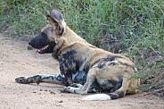 African Painted Dog