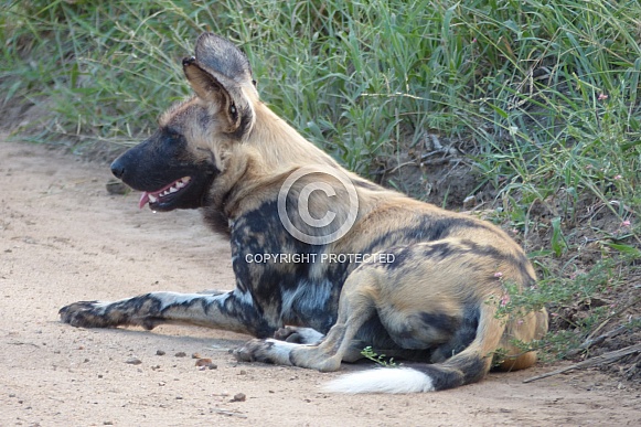 African Painted Dog