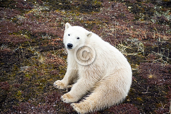 Wild Polar Bear Cub Wild Polar Bear Cub