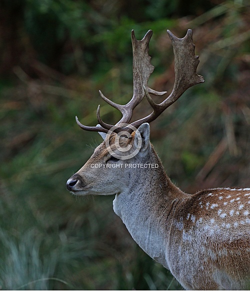 Fallow Deer