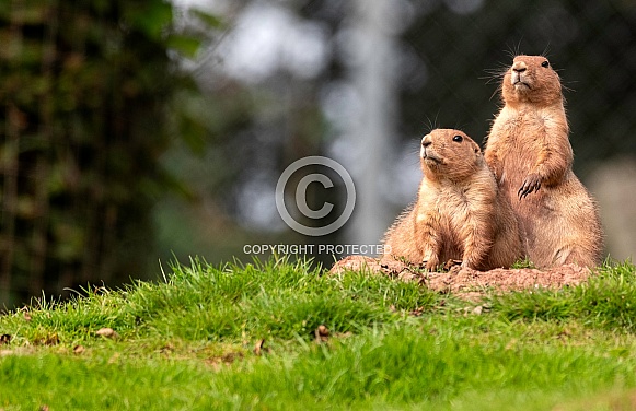 Two Prairie Dogs Standing Upright Together