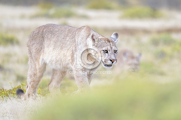 Puma (Puma concolor)