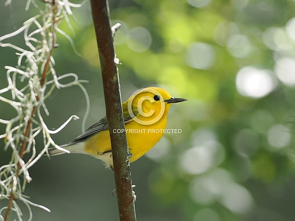Prothonotary Warbler Male