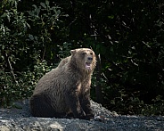 Year old bear cub eating fish on a lake shore