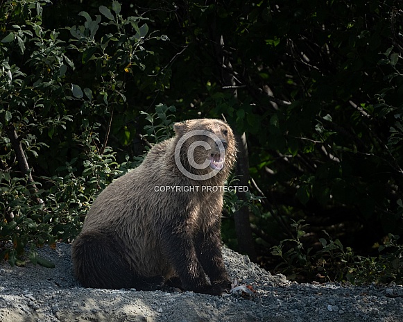 Year old bear cub eating fish on a lake shore