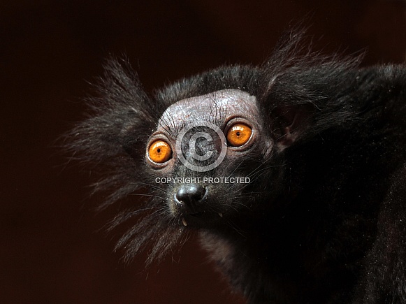 Black Lemur Black Lemur