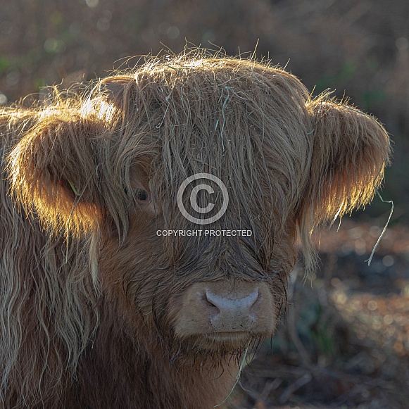 Highland cow