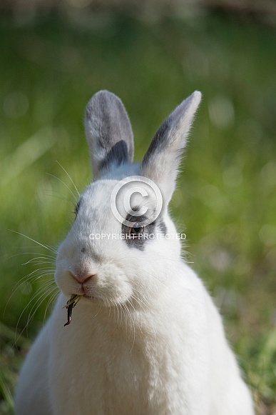 Rabbit Portrait