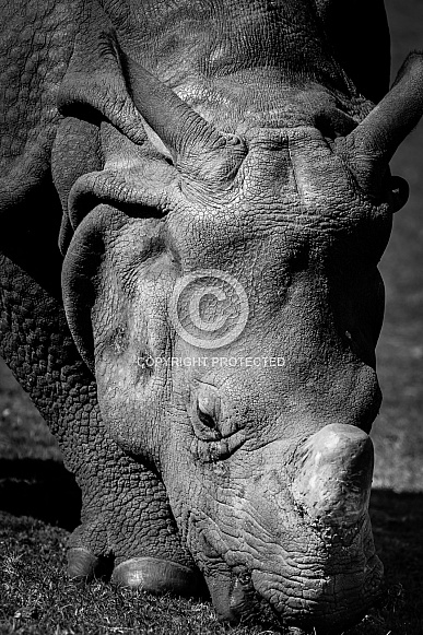 Indian Rhinoceros Indian Rhinoceros