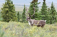 The reindeer or caribou (Rangifer tarandus)