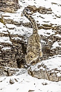 Snow Leopard-Himalayan Hunter