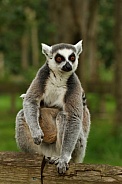 ring-tailed lemur