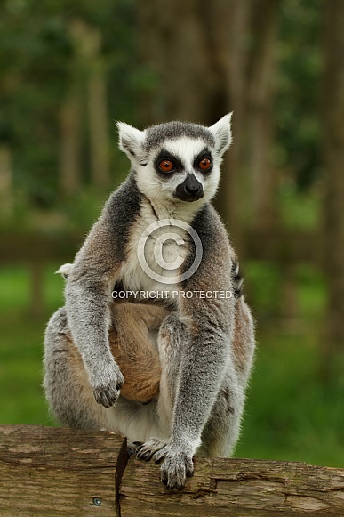 ring-tailed lemur ring-tailed lemur