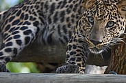 African Leopard Cub