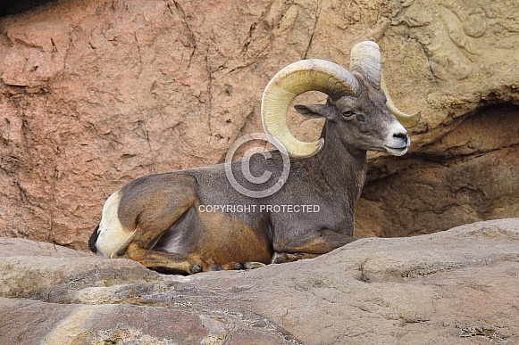Big Horn Sheep - Ram