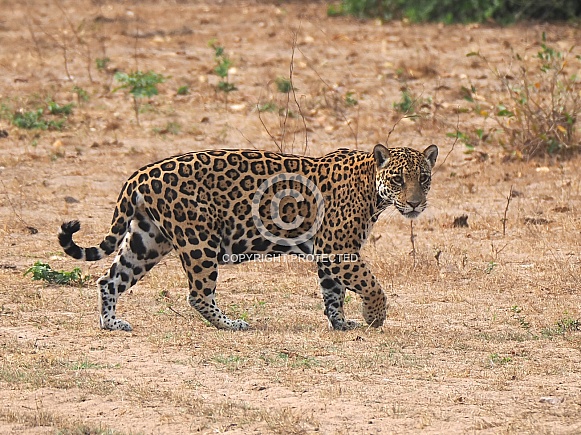 Jaguar