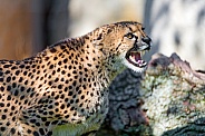 Cheetah Growling