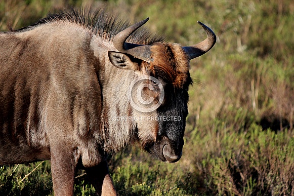 Blue Wildebeest Blue Wildebeest