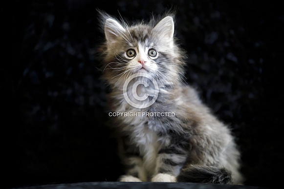 Maine coon