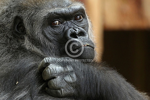 Western Lowland Gorilla Western Lowland Gorilla
