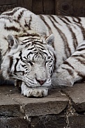 White Bengal Tiger