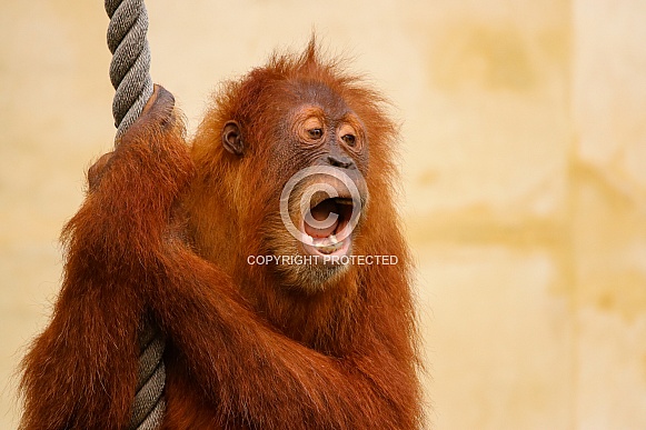Sumatran Orangutan Sumatran Orangutan