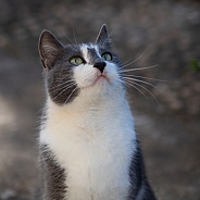 Grey and White Cat Looking Up