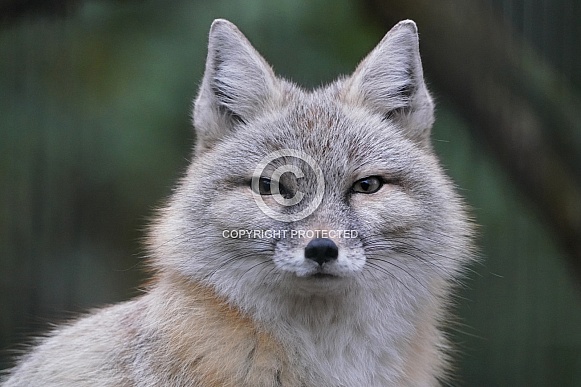 Corsac Fox