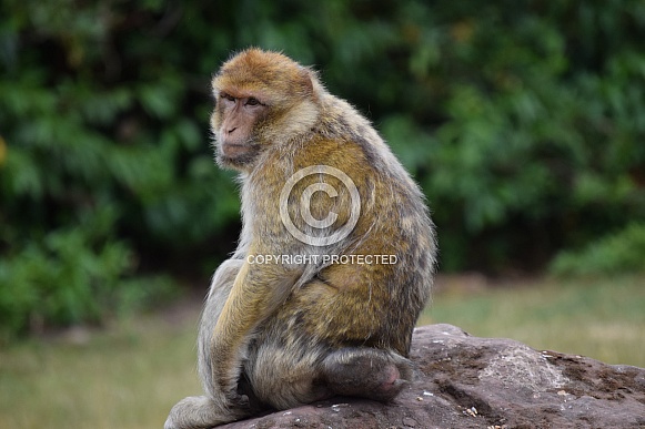 Barbary macaque Barbary macaque