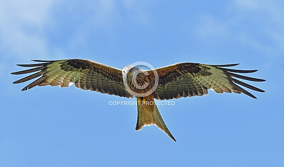 Red Kite Red Kite