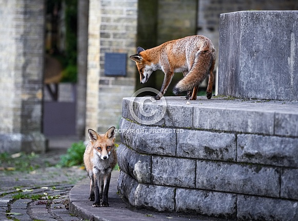 Two Red Foxes playing at a cemetery