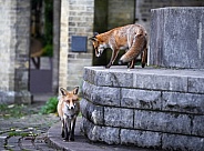 Two Red Foxes playing at a cemetery