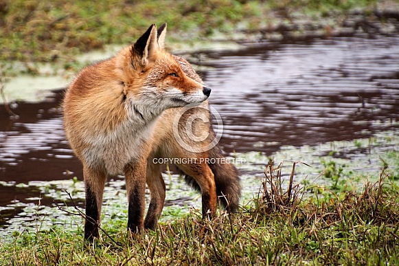 Red Fox