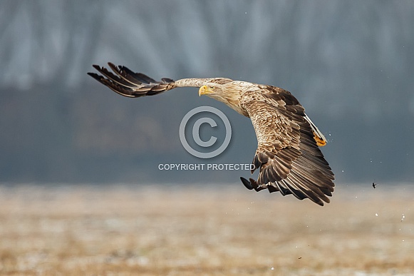 The white-tailed eagle The white-tailed eagle