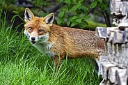 Fox in the grass