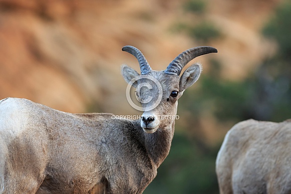 Desert Bighorn Sheep