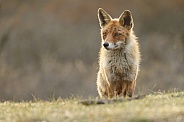 Red fox