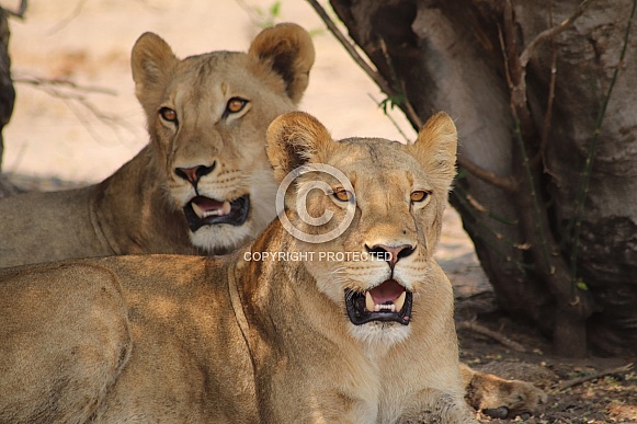 Young adult lions on the hunt Young adult lions on the hunt