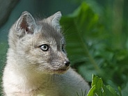 Baby Corsac Fox