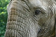 African Elephant