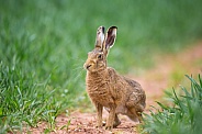 European Brown Hare