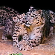 Snow Leopard and Cub