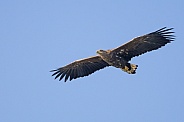 White tailed eagle or European Eagle