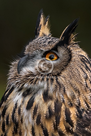 Eurasian Eagle Owl