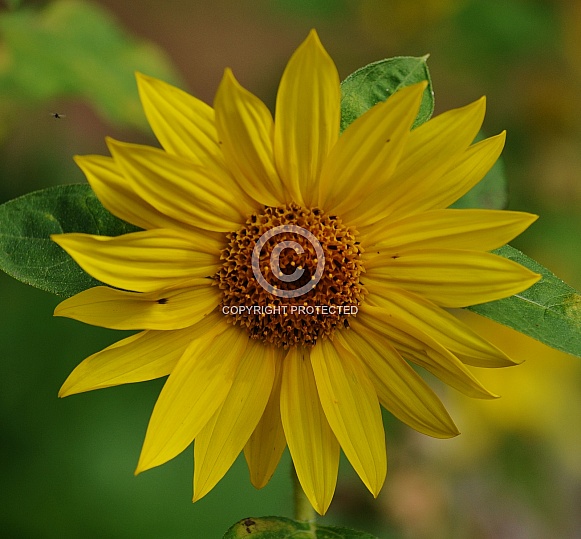 Sunflowers Sunflowers
