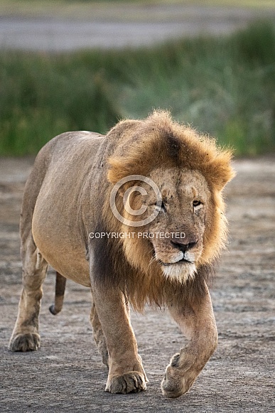 Adult male lion at sunrise Adult male lion at sunrise
